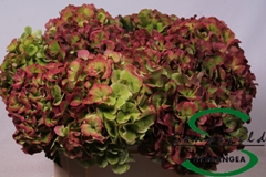 Hydr Verena Classic 35cm 16cm Ø