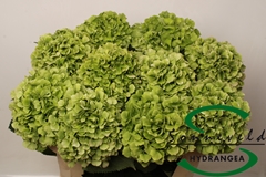 Hydr Verena Classic 75cm 16cm Ø