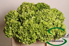 Hydr Verena Classic 50cm 14cm Ø