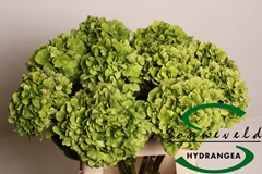 Hydr Verena Classic 60cm 10cm Ø