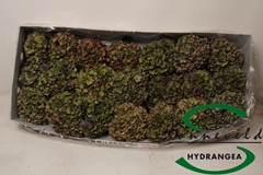Hydr Ov Doorgekleurd 5cm 18cm Ø