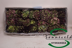 Hydr Ov Doorgekleurd 5cm 18cm Ø