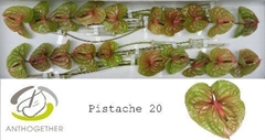 Anth A Pistache 9cm Ø