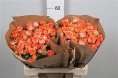 R Tr Ariya 60cm 55+