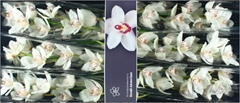 Cymb Mrs Whte Crystal 80cm 13+