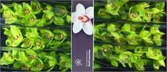 Cymb T Bonyoni 80cm 13+