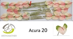 Anth A Acura 9cm Ø