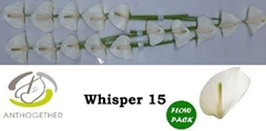 Anth A Whisper-pk- 7cm Ø