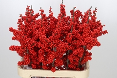 Ilex Bes Brit Buys 90cm