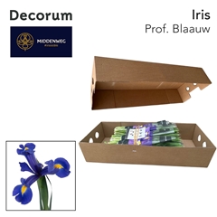 Iris Prof Blaauw 60cm 38gram