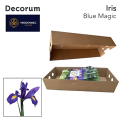 Iris Blue Magic 60cm 35gram
