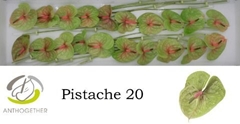 Anth A Pistache 9cm Ø