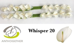 Anth A Whisper-pk- 9cm Ø