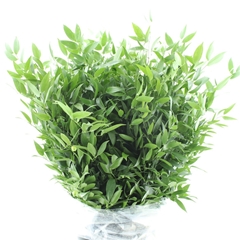 Danae Racemosa Pb 50cm