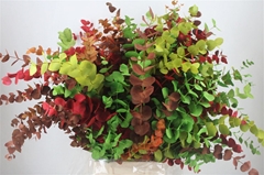 Snijbloemen Klb H% 70cm 200gram