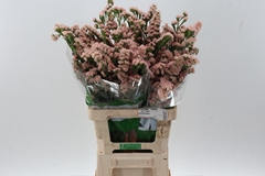 Lim S Lucia Apricot+ 70cm 40gram