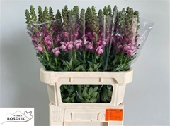 Antir Avign Levender 75cm