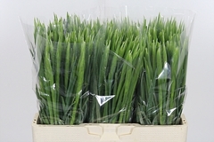 Iris Blue Magic 60cm 30gram
