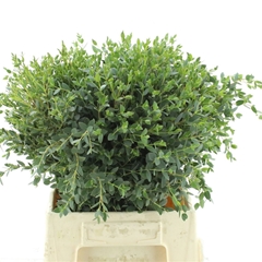 Euc Parvifolia P Bs 50cm 200gram