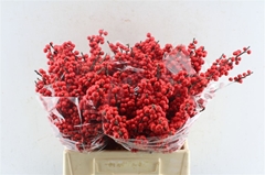 Ilex Vert (RODE Bes) 40cm