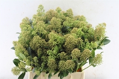 Skim J Snow White Bs 45cm