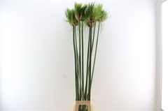 Cyperus Papyrus 125cm