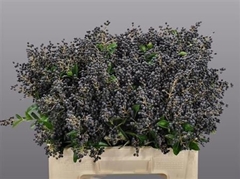 Ligu Ov Libelle 50cm