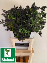 Ligu J Winter Beauty 120cm