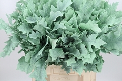 Querc Rubra Klb 21% 60cm