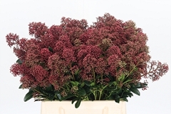Skim J Rubella Bunch 45cm