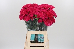 Di St Handel 65cm