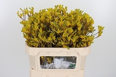 Anigoz Yellow Gem 70cm
