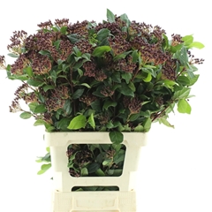 Vibur T Macrophyllum 70cm
