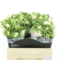 Anem Co Marianne Whi 40cm