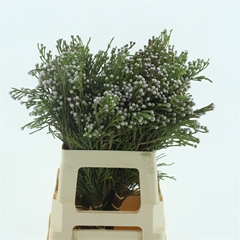 Brun Nodiflora 60cm