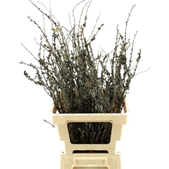 Larix Doos 70cm