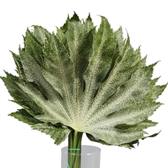 Fatsia Variegata Bunch 30cm