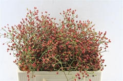 Rosa F Autumn Splash 50cm