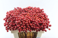 Rosa R Hooijdonk 2.0 50cm