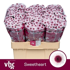Chr San Sweetheart 55cm 100g