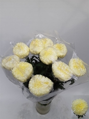 Chr G Fr Shoesmith 70cm 90gram