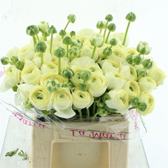 Ran Su Commedia 40cm 50gram