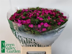 Di Barb Am Neon Purp 60cm 23