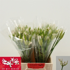 Ne Bo Biancaneve 45cm
