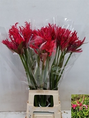 Ne Bo El Pink Charm 75cm