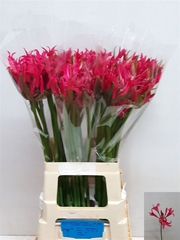 Ne Bo El Pink Spunky 75cm
