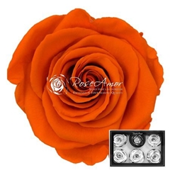 R Gr Colortreated 65cm Ø