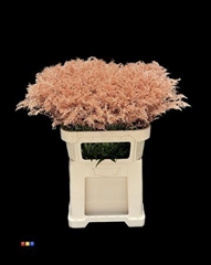 Solidago Copper 80cm