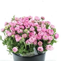 Ran Elegance Pink 40cm 33gram