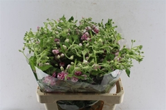 Oxy Co Pink Harmony 60cm